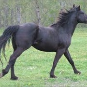 Black Baldy Stallion