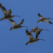 International Migratory Bird Day (October Saturday)