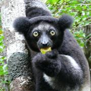 Indri