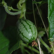 Mouse Melon (Melothria Scabra)