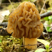 Early Morel (Verpa Bohemica)