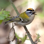 Firecrest