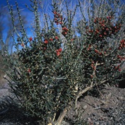 Desert Christmas Cactus (Cylindropuntia Leptocaulis)