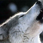 Howled With Wolves