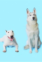 How Dogs Got Their Shapes (2016)