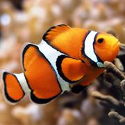 Clown Fish