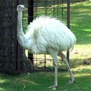 Ostrich