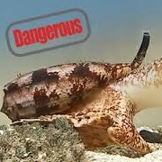 Cone Snail