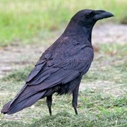 Northern Raven