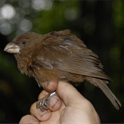 Sao Tome Grosbeak