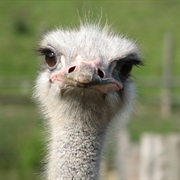 See an Ostrich