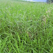 Wattle Signalgrass (Brachiaria Piligera)