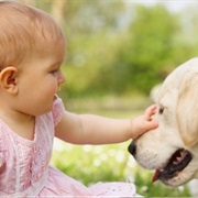 Touching the Fur of Your Favourite Pet