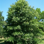 Pin Oak