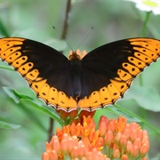 Diana Fritillary