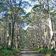 Coolah Tops National Park (NSW)