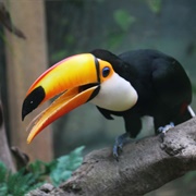 Avifauna, Alphen Aan Den Rijn, Netherlands