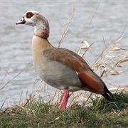 Egyptian Goose
