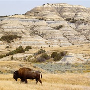 Theodore Roosevelt National Park (Medora, ND)