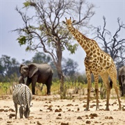 Hwange National Park, Zimbabwe