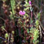 Winecup Clarkia (Clarkia Purpurea)