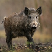 Feral Hog