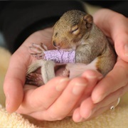 Take Care of a Sick Animal