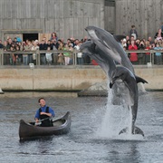 Dolfinarium Harderwijk