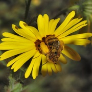 Common Madia (Madia Elegans)