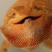 Orange Dragon Lizard