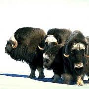 Nunivak Island, Alaska, USA