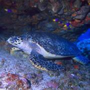Tortuguero National Park, Costa Rica