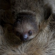 Sloth