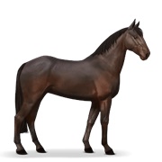 Standardbred - Dark Bay