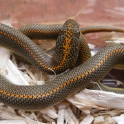 Lamprophis