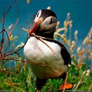 Puffins