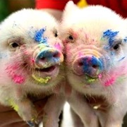 Piggies