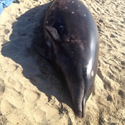 Stejneger's Beaked Whale