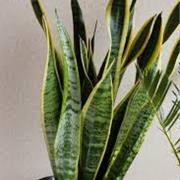 Snake Plant