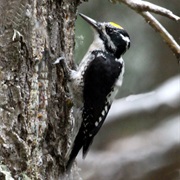 American Three-Toed Woodpecker