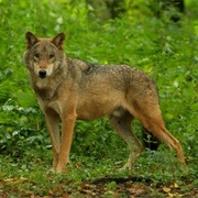 Babia Gora National Park, Poland