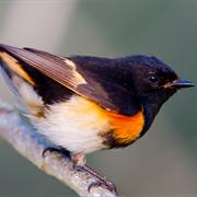 American Redstart