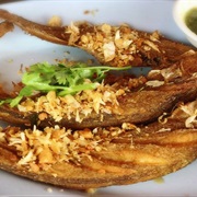 Blue Sheatfish (Kryptopterus Cryptopterus)