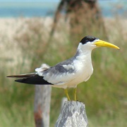 Large-Billed Tern