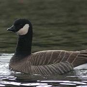 Cackling Goose