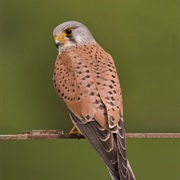 Eurasian Kestrel (Belgium)
