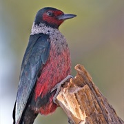 Lewis's Woodpecker
