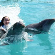 Dolphin Discovery, Cayman Islands