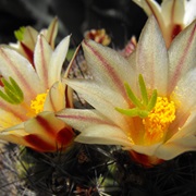 Strawberry Cactus (Mammillaria Dioica)