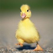 Duckling